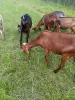 Англо- нубийские - французско альпийские