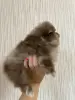 Померанский Шпиц мерле!