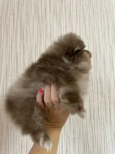Померанский Шпиц мерле!