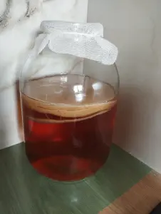 Продам Гриб чайный
