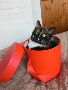 Котенок в добрые руки