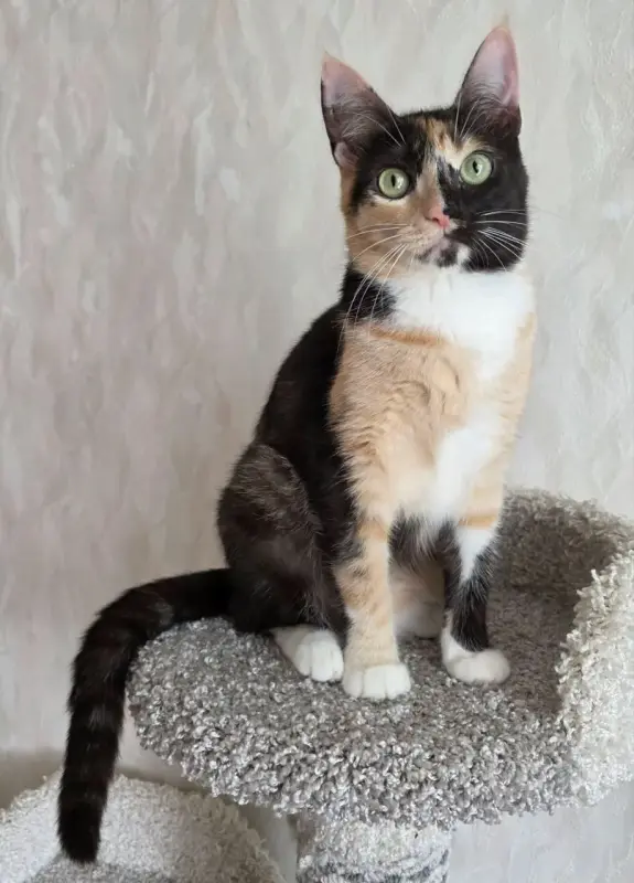 Котенок Кошка Озорная Кэтти