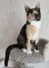 Котенок Кошка Озорная Кэтти