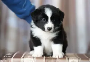 бордер колли