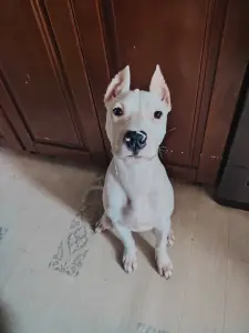 Американский стаффоршидский терьер