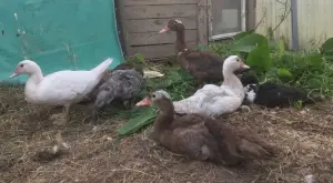 индоутки мускусные утки селезни