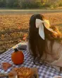 arisha