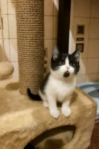 Малышки 1.5 месяца котята