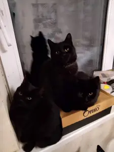 Кацяняты