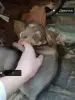 Отдам щенков бесплатно