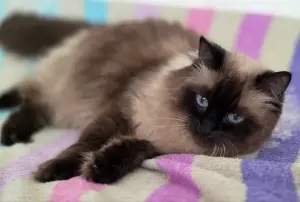 Кошка Ирма.