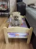 Щенки померанского шпица.