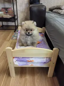 Щенки померанского шпица.