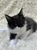 Мейн-Кун котята