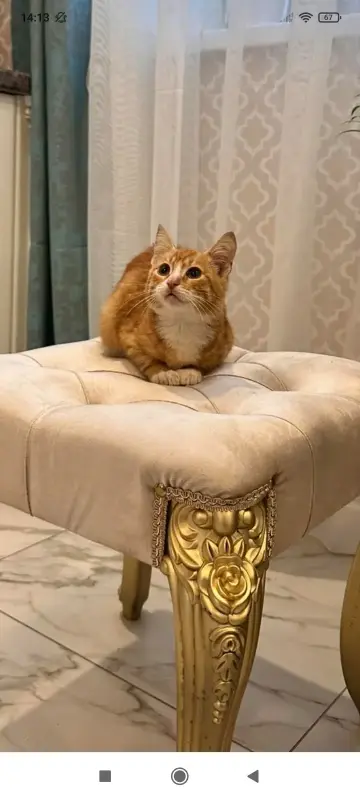 В дар прекрасный ласковый котёнок-мальчик Златик