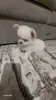 Щенок чихуахуа