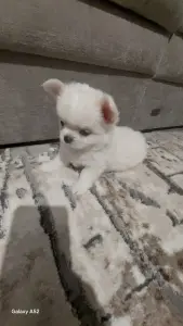 Щенок чихуахуа