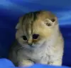 Шотландский вислоухий мальчик