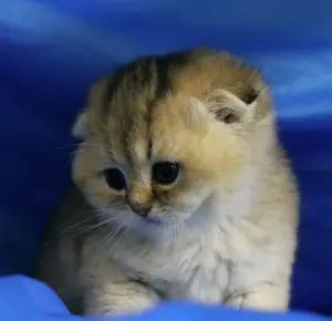 Шотландский вислоухий мальчик