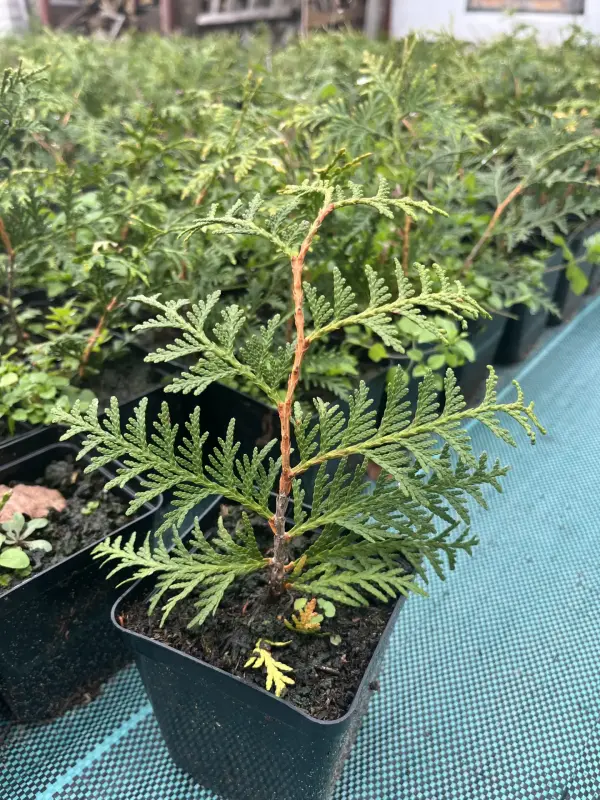 Туи Брабант