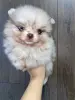 Померанский шпиц, уникальный окрас мерле!