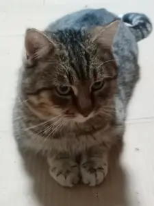 Брюс-кот молодой, кастрирован.