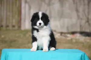 бордер колли
