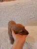 Английский кокер спаниель