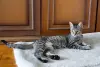 Котенок Тоффи, 7 мес., кастрирована.