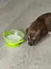 Собаки