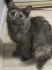 Котодевочка Юля 7 месяцев в добрые руки