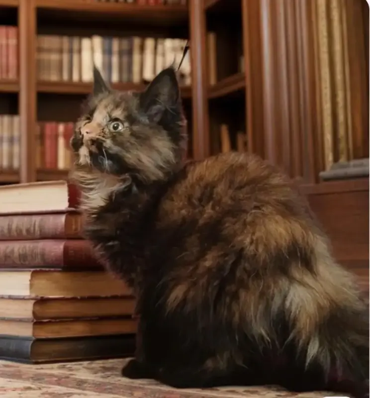 Мейн-кун девочки