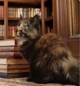 Мейн-кун девочки