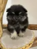 Померанский шпиц, уникальный окрас мерле!
