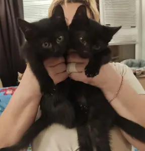 Котята девочки и мальчики 2 месяца