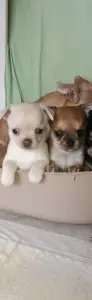Чихуахуа