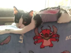 Кошечка Наоми 5 месяцев