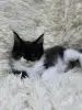 Мейн-Кун котята