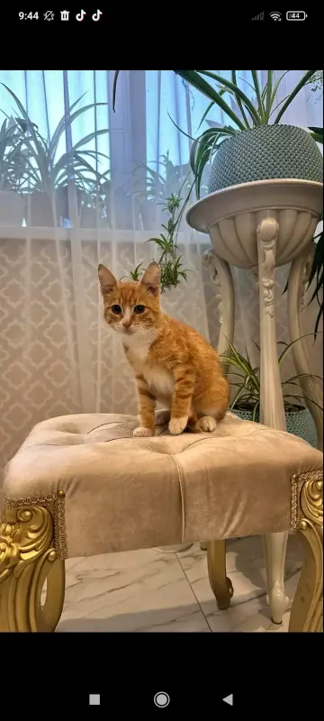 В дар прекрасный ласковый котёнок-мальчик Златик