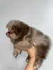 Померанский Шпиц мерле!