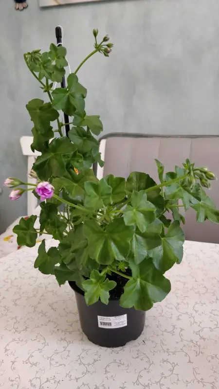 Пеларгония цветущая плющелистная ''Pacific Lavender''