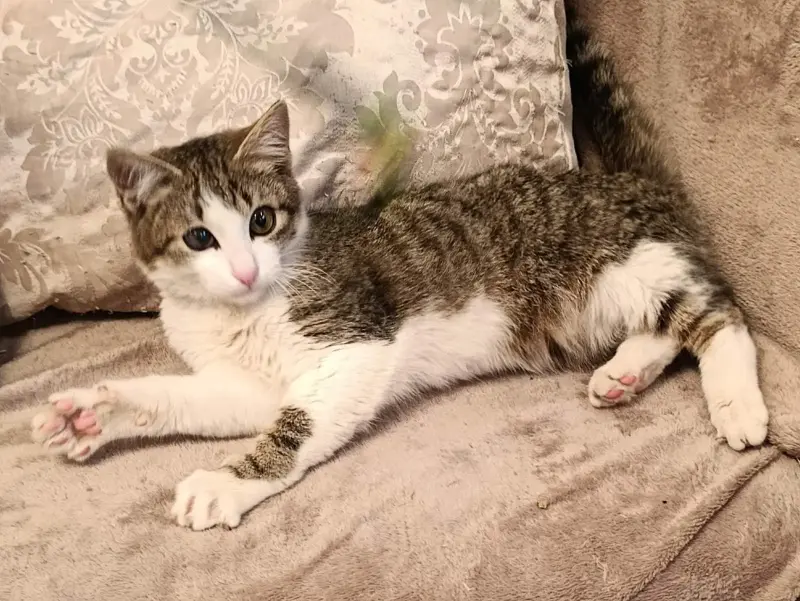 Котёнок 3.5 месяцев