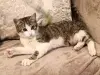 Котёнок 3.5 месяцев