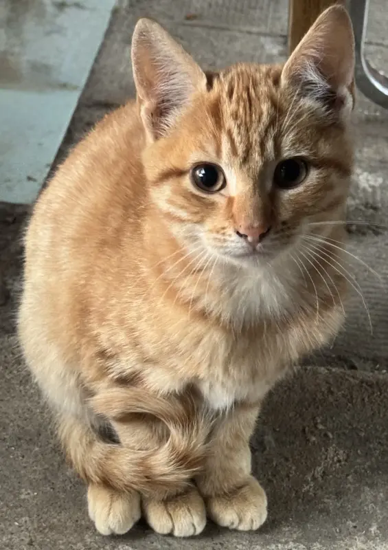 Котята в дар