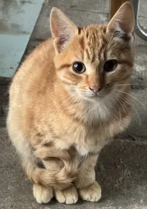 Котята в дар