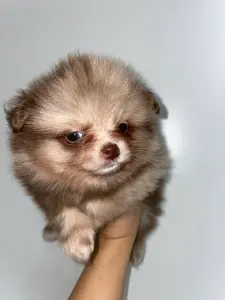 Померанский Шпиц мерле!