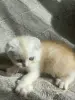 Шотландский котенок