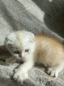 Шотландский котенок