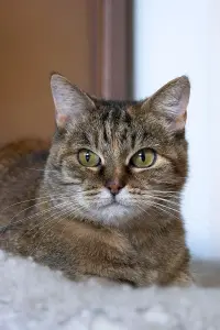 Эллочка-кошка, кастрирована.