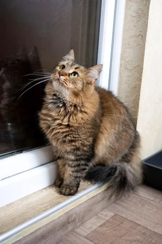 Роджер-кот, красив, кастрирован.